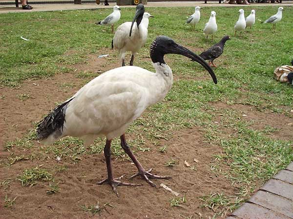 bird1