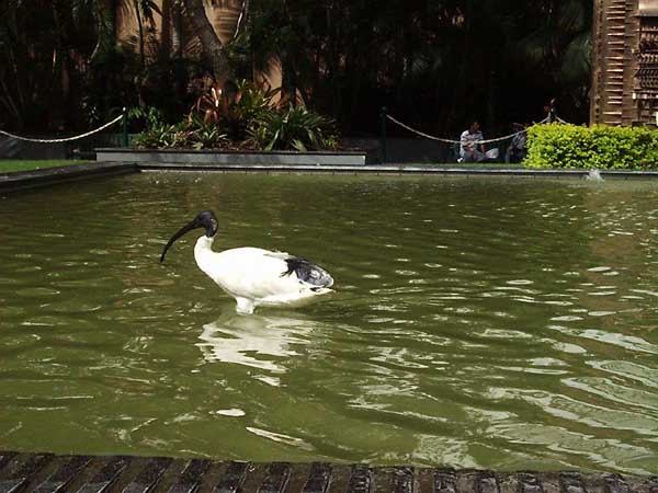 bird2