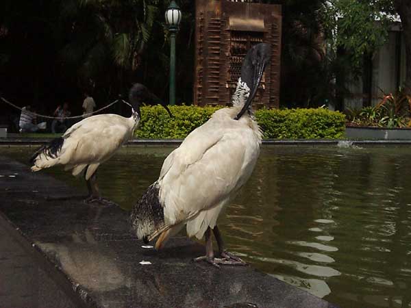 bird3