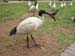 bird1