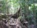 lforest4