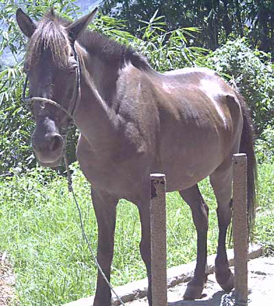 Pferd