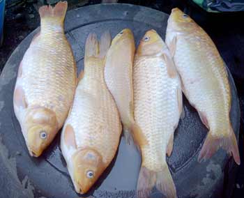 Fische